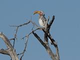 Africa 118 : Africa, Animal, Bird, Botswana, Makgadikgadi, Yellow-billed Hornbill